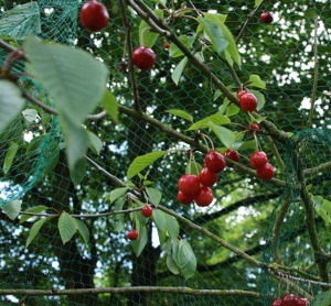 Homegrown cherries